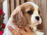 Réservation de 4 chiots Cavaliers King Charles (LOF)