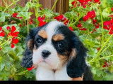 Réservation de 4 chiots Cavaliers King Charles (LOF)
