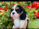 Réservation de 4 chiots Cavaliers King Charles (LOF)