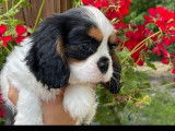 Réservation de 4 chiots Cavaliers King Charles (LOF)