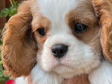 Réservation de 4 chiots Cavaliers King Charles (LOF)