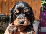 &Agrave; r&eacute;server, chiots Cockers Anglais (LOF)
