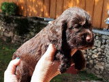 &Agrave; r&eacute;server, chiots Cockers Anglais (LOF)