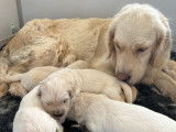 À réserver, 5 chiots Golden Retrievers LOF