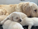 À réserver, 5 chiots Golden Retrievers LOF