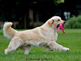 À réserver, 5 chiots Golden Retrievers LOF