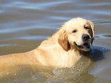 À réserver, 5 chiots Golden Retrievers LOF