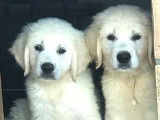 À vendre, 3 chiots mâles Golden Retrievers LOF