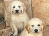 À vendre, 3 chiots mâles Golden Retrievers LOF