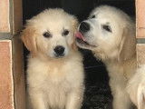À vendre, 3 chiots mâles Golden Retrievers LOF