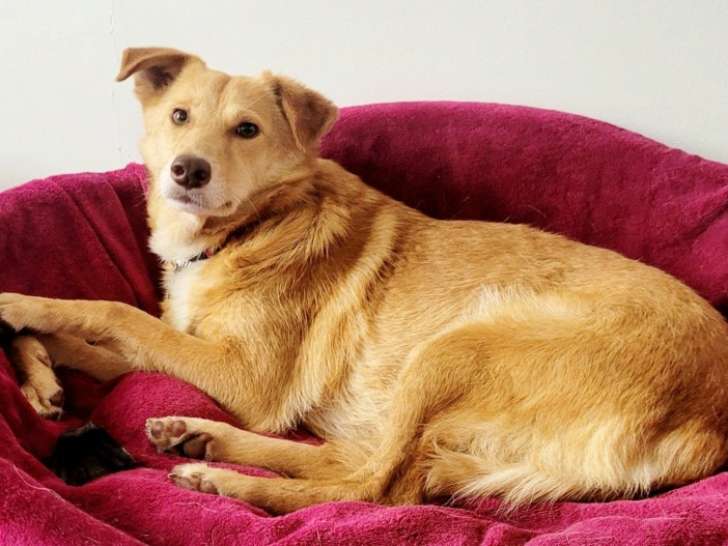 Chienne fauve à céder