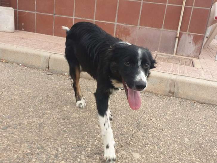 Chiot mâle noir et blanc à adopter