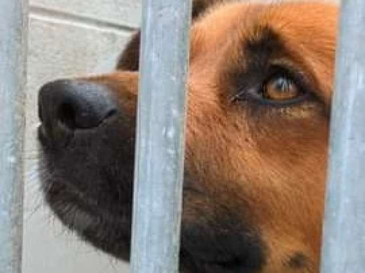 Chien âgé de 2 ans à donner