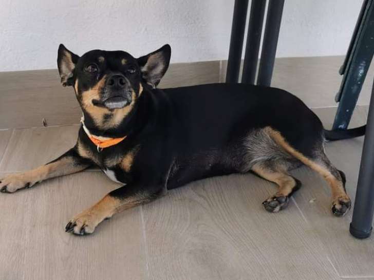 Chienne à donner