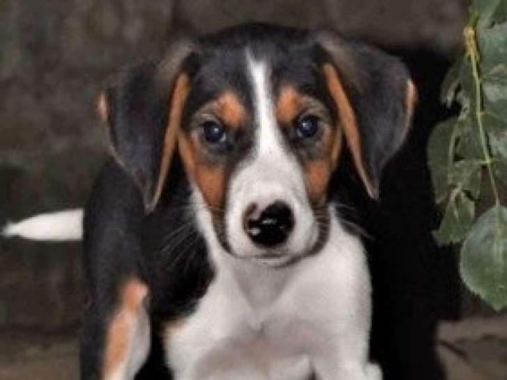 UGAN - Chiot mâle noir et feu à adopter