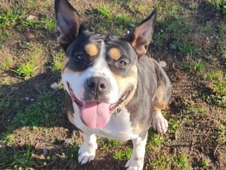 GINGER - Chienne de 3 ans