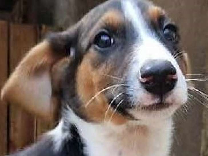ULTIME - Chiot mâle de 4 mois