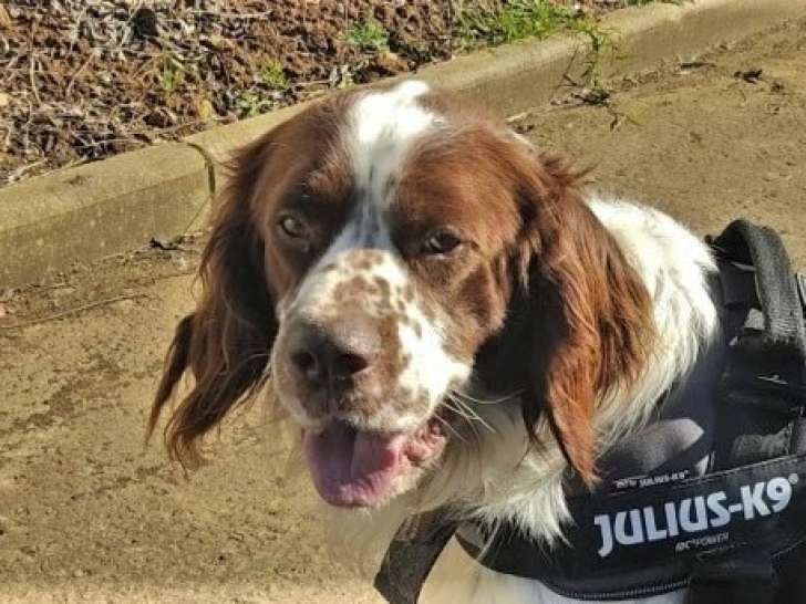 PADDY - né 11/02/2019