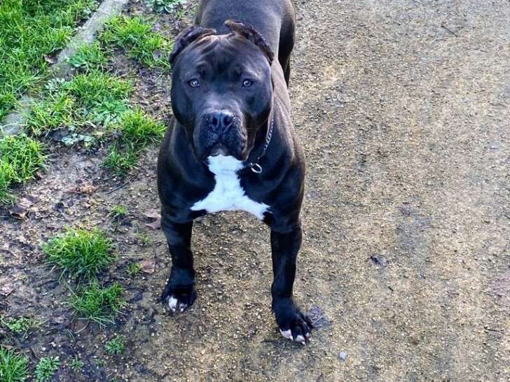 Chien adulte de race American Bully à vendre