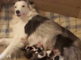 Chiots Border Collie