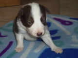 Chiots Border Collie