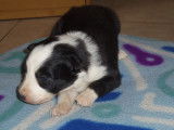 Chiots Border Collie
