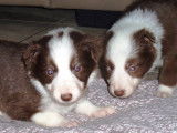 Chiots Border Collie
