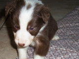 Chiots Border Collie