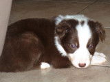Chiots Border Collie