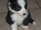 Chiots Border Collie