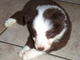 Chiots Border Collie