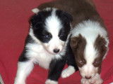 Chiots Border Collie