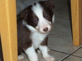 Chiots Border Collie