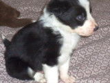 Chiots Border Collie