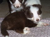 Chiots Border Collie
