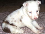 Chiots Border Collie