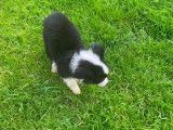 Chiots Border Collie