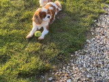 Olaf, mâle Cavalier King Charles disponible pour saillie