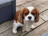 Olaf, mâle Cavalier King Charles disponible pour saillie