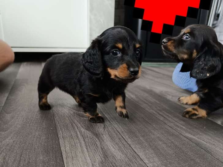 Chiots Teckel Nain à poil long à vendre
