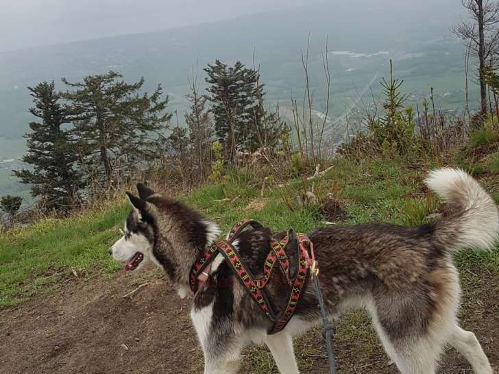 2 magnifiques Husky de Sibérie à donner