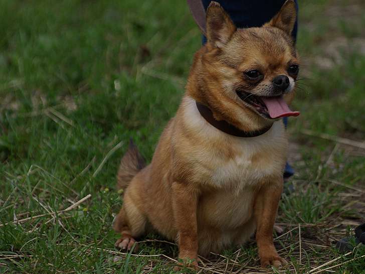 Mâle Chihuahua LOF de 4 ans à vendre