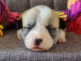 6 chiots Corgis Gallois Pembroke LOF, de juillet 2023, à réserver
