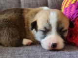 6 chiots Corgis Gallois Pembroke LOF, de juillet 2023, à réserver