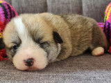 6 chiots Corgis Gallois Pembroke LOF, de juillet 2023, à réserver