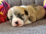 6 chiots Corgis Gallois Pembroke LOF, de juillet 2023, à réserver