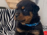 Un chiot femelle Rottweiler LOF, de juin 2023, à réserver