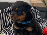 Un chiot femelle Rottweiler LOF, de juin 2023, à réserver