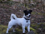 Mâle Jack Russell disponible pour saillie