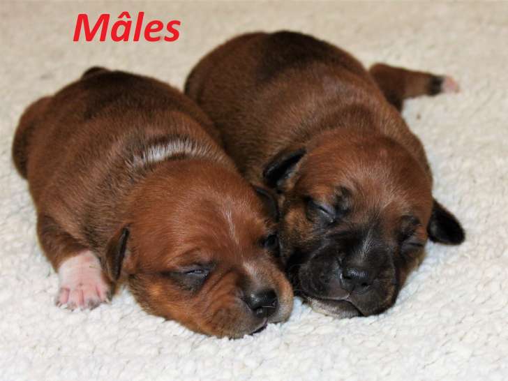 Chiots Staffordshire Bull Terrier (Staffie) à vendre